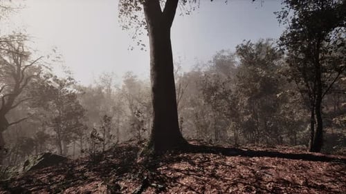 Enchanted Autumn Forest in Fog in the Morning