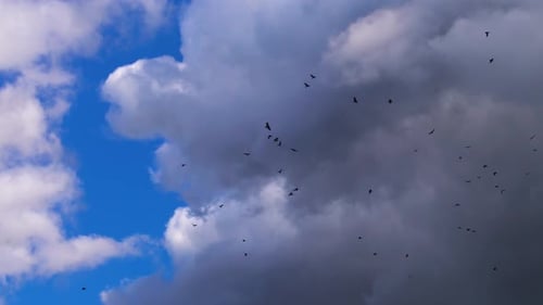 Flock of black ravens circling in deep blue sky with dark rainstorm clouds