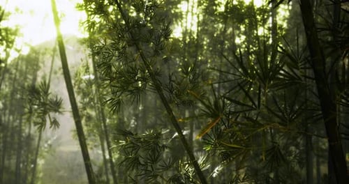 Lush Green Bamboo Forest Illuminated By Soft Sunlight in Early Morning