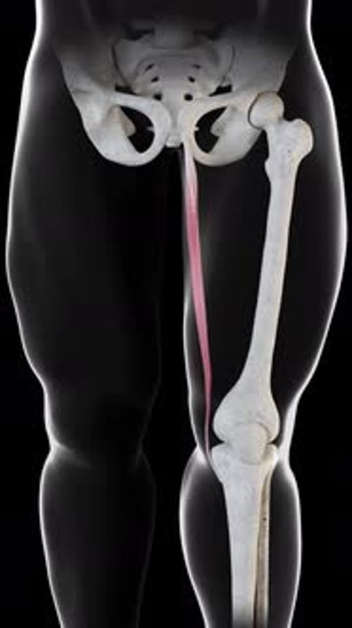 Gracilis Muscle Movement Front View Vertical Video