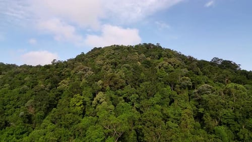 Un frondoso bosque verde con una colina al fondo.