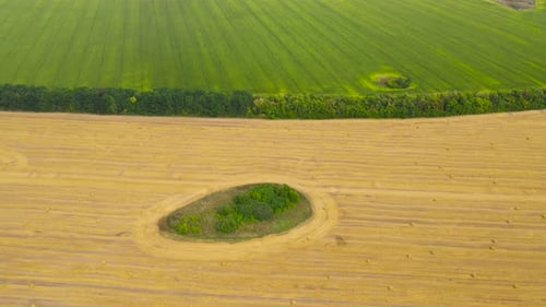 Field with Haystacks After Harvest