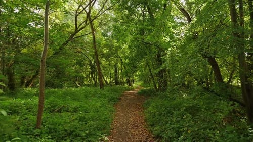 Pov Walk in the Green Forest or Park on a Sunny Summer Day