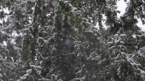 Evergreen Branches in a Forest during heavy snowfall in Winter in Slow Motion