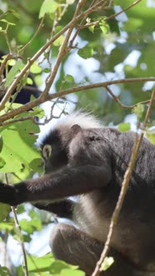 Singes à feuilles sombres en Malaisie à la verticale
