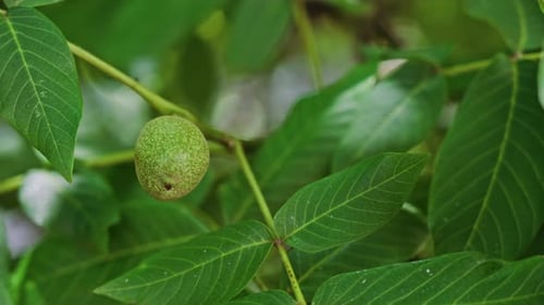 Nahaufnahme einer grünen griechischen Walnuss, umgeben von Blättern an einem Baum