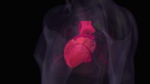 3D animation of heartbeat, Blood cells pulsing down artery