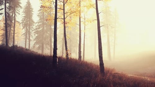 Sunrise Fog in Birch Tree Forest