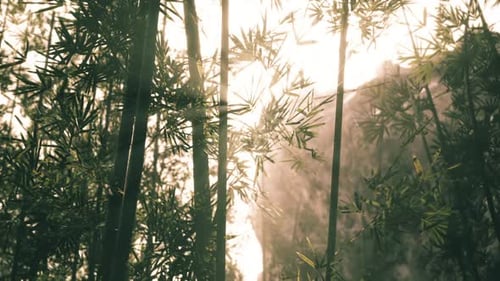 Golden Sun Rays Filter Through Green Bamboo Forest