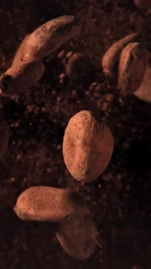 Cocoa Beans Fly Up and Fall Down Filmed on a Highspeed Camera at 1000 Fps