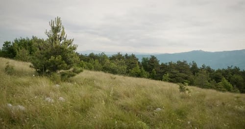 Vue d'un paysage sur le mont Trestelj. Herbe jaune à la fin de l'été, conifères en arrière-plan et les
deux
