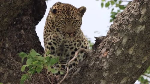 An angry leopard stares down from a tree while eating his kill.
