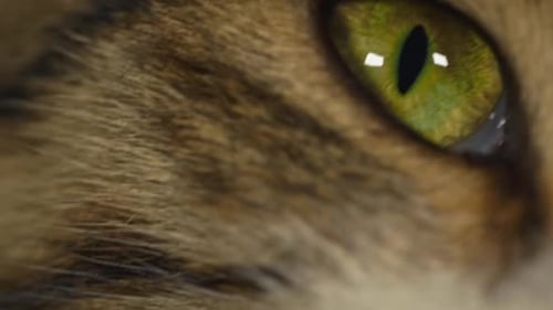 Cat Eye Macro