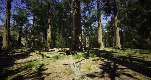 Lush Forest with Towering Trees and Vibrant Greenery During Daylight