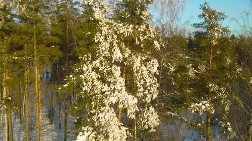 Snow Covered Pine Tree Orbit in Sunny Winter Forest With Blue Sky