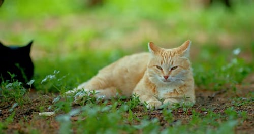 Calm Orange Tabby Cat Lying in Green Grass