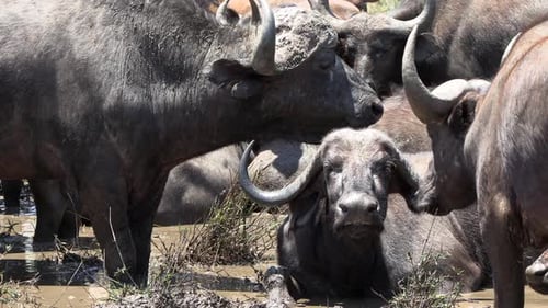 Herd of African Buffalo Wallowing in Mud