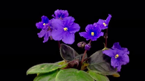 Time Lapse of Growing and Opening Purple Saintpaulia African Violet