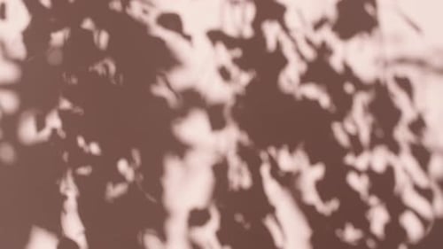 Transparent Soft Light and Shadows From Branches Plant Foliage and Leaves Morning Sunlight and Tree