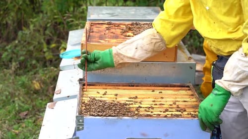 Beekeeper Inspecting Honeycomb Frames with Bees