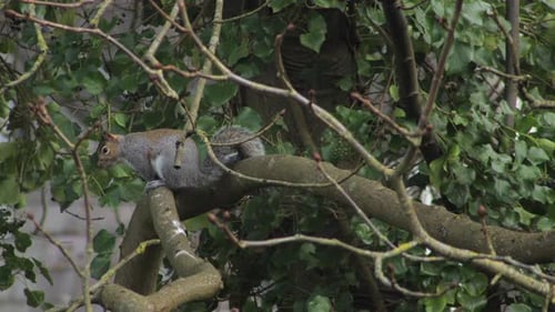 Grey Squirrel Perched Laying On Tree Branch Daytime UK England, Hertfordshire, Borehamwood