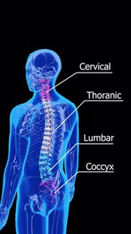 Human Spine Anatomy 3D Medical Illustration