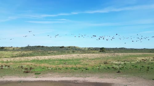 Flock of Birds Soaring Above Rural Landscape