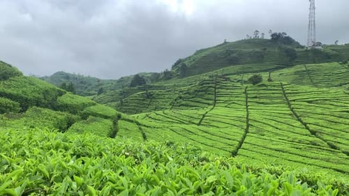 Teefeld in Ciwidey, West-Java, Indonesien