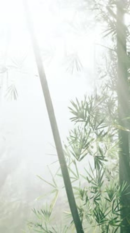 Morning Atmosphere in a Bamboo Forest