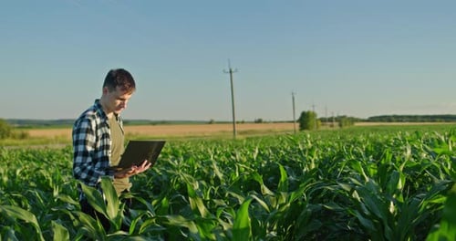 Farmer Using Laptop in Corn Field