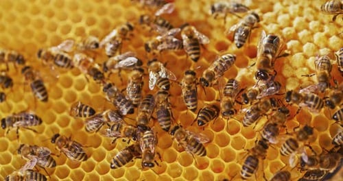 Schöne Aussicht auf Bienen auf Honeycomb