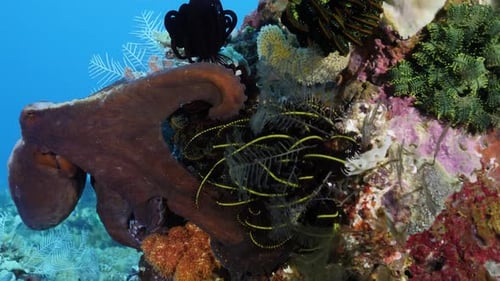 A Day Octopus searching the reef algae and corals for food