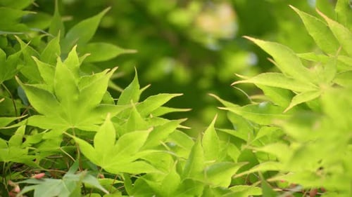 Wind Blowing On Fresh Green Japanese Maple Leaves In Seoul. close up
