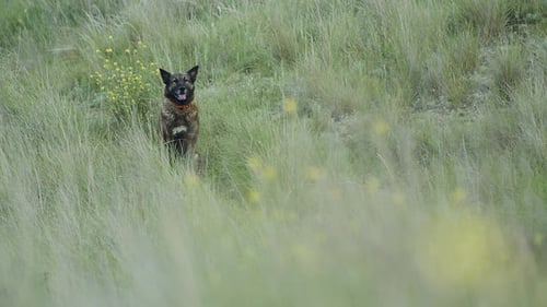 An Old Domestic Dog Sits in the Grass