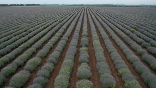Spring lavender field, not fully blossomed