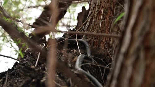 Black Coachwhip Snake Slithering In The Tree. gros plan