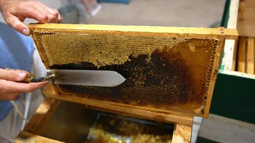 Sweet honey harvesting from wooden frames. Beekeeping apiary organic farming.