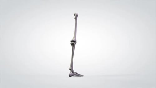 3D Animation of Human Leg Bones Skeleton Rotation
