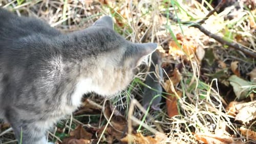 Katze spielt mit der kleinen Maus im Hinterhof, jagt im hohen Gras, draußen, Haustier fängt Nagetiere, Grau und