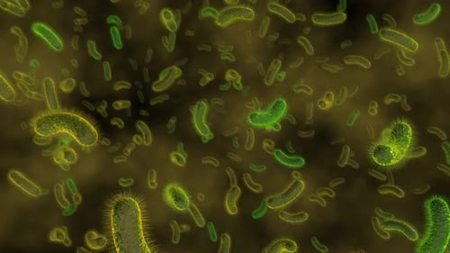 Animated Microscopic Bacteria Cells Flowing Background