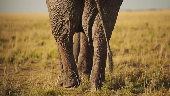 African Elephant Rear End Close Up of Backside from Behind in Masai ...