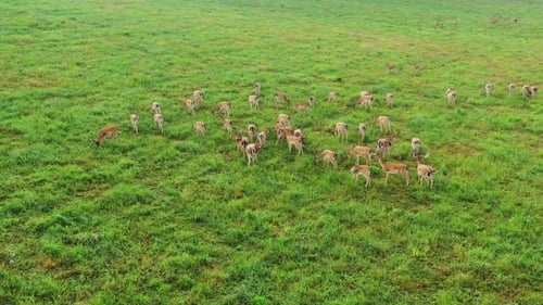 Herd of deers on the green Meadow. Big group of Wild animals with brown fur eating grass. - Aerial s