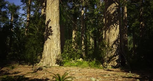 Tall Trees Tower Over a Lush Forest Floor with Vibrant Green Foliage
