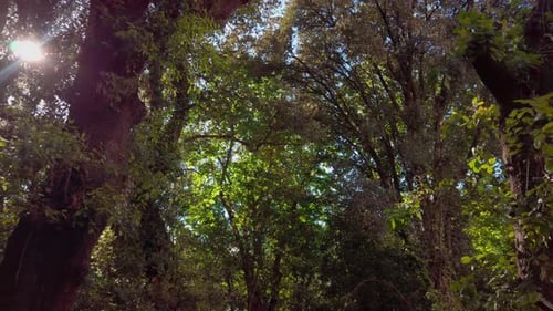 Relax and Looking for the sun between two trees in a green forest, beautiful sunlight, pan left 4k 6