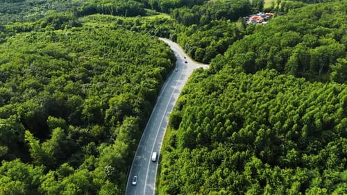Winding forest road surrounded by lush summer greenery.