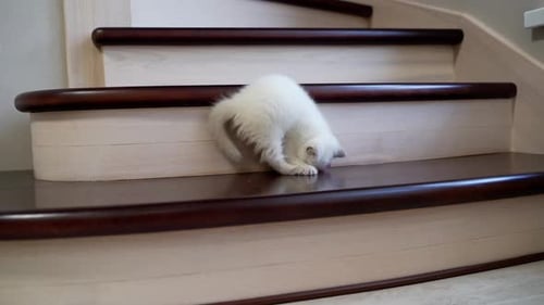 White Kitten Plays with Toy on Wooden Stairs
