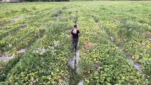 A farmer walks through a melon field