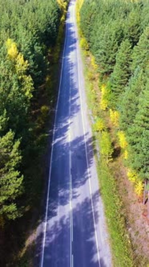 Drone Flying Along a Straight Forest Road on a Sunny Summer Day