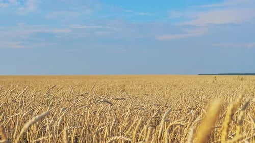 Panoramic Shot of Golden Wheat in a Field Against the Blue Skies Beautiful Morning Out of the City