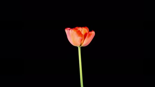 Red Tulip Blooming on Black Background Time Lapse